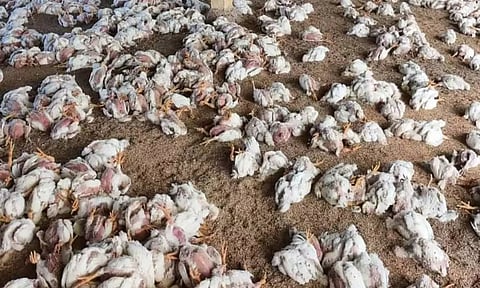 தெலுங்கானாவில் பறவை காய்ச்சல் பாதிப்பால் 8 ஆயிரம் கோழிகள் உயிரிழப்பு