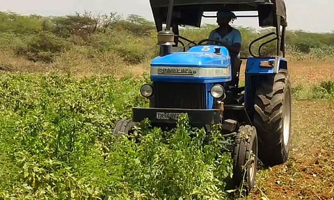 கடும் விலை சரிவு: கத்திரிக்காய் செடிகளை அழிக்கும் விவசாயிகள்