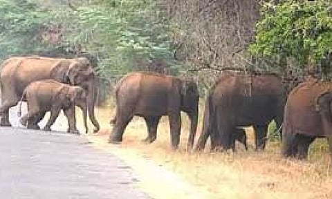 திருப்பதி மலைப் பாதையில் யானைகள் நடமாட்டம்: செல்பி எடுக்க வேண்டாம் என எச்சரிக்கை