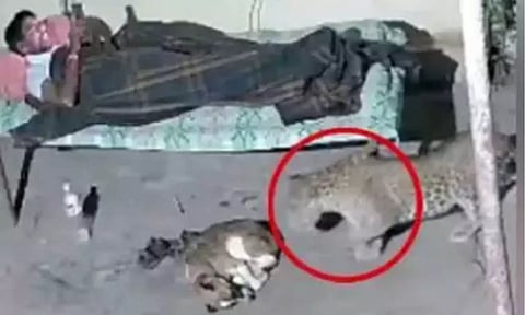 VIDEO: தூங்கி கொண்டிருந்த நாயை வேட்டையாடிய சிறுத்தை.. நூலிழையில் உயிர் தப்பிய நபர்