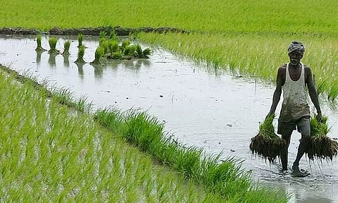 வேளாண் பட்ஜெட்: தமிழகத்தில் சாகுபடி பரப்பு 151 லட்சம் ஏக்கராக அதிகரிப்பு