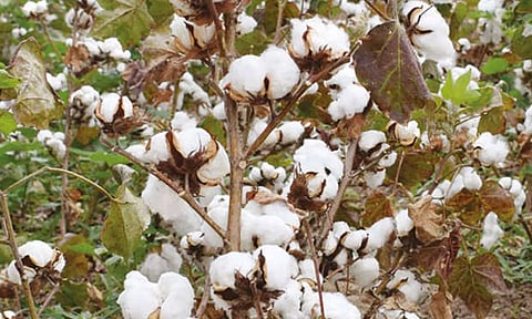 வேளாண் பட்ஜெட்: பருத்தி உற்பத்தி பெருக்குத் திட்டத்திற்கு ரூ.12.21 கோடி ஒதுக்கீடு