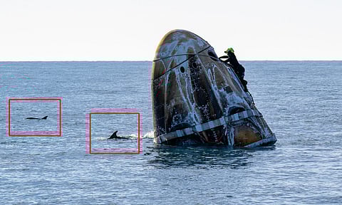 கடலில் விழுந்த டிராகன்.. சுற்றி வட்டமிட்டு சுனிதாவை வரவேற்ற டால்பின்கள்