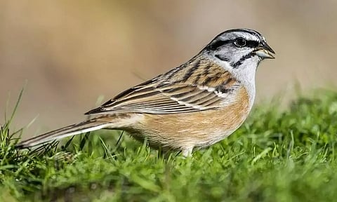 இன்று உலக சிட்டுக்குருவிகள் தினம்!