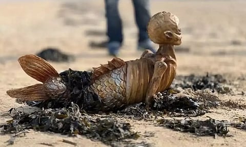 இங்கிலாந்து கடற்கரையில் மர்ம உயிரினம் - ஒருவேளை அதுவாக இருக்குமோ?