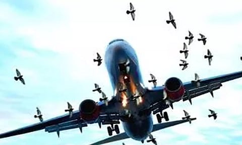 திருவனந்தபுரம் விமான நிலையத்துக்கு கடும் அச்சுறுத்தலாக இருக்கும் பறவைகள்- பேரழிவு ஏற்படும் என நிபுணர்கள் எச்சரிக்கை