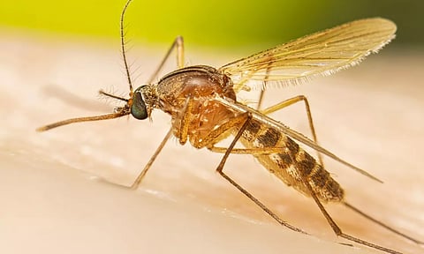 கொசுக்களுக்கு எமனாகும் மனித இரத்தம் - ஆராய்ச்சியாளர்கள் புதிய கண்டுபிடிப்பு