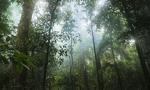 இந்தியாவின் மிகப்பெரிய காடுகள்