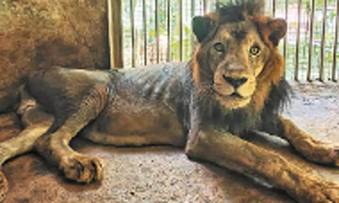 வண்டலூர் பூங்காவில் ஆண் சிங்கம் உயிரிழந்தது