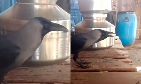 VIDEO: மாமா... அப்பா... அத்தை... என பேசும் காகம்