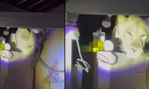 வீட்டிற்குள் சகஜமாக வந்த சிங்கம் - தூக்கம் தொலைத்த கிராம வாசிகள்