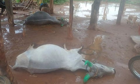 இடி தாக்கி பலியான பசு மாடுகளை படத்தில் காணலாம்.