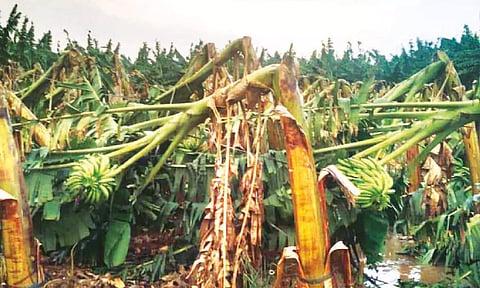 அவினாசி பகுதியில் சூறாவளி காற்றுடன் பலத்த மழை: 10 ஆயிரம் வாழை மரங்கள் முறிந்து சேதம்