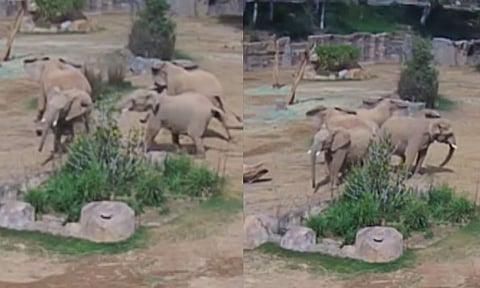 நிலநடுக்கத்தால் குலுங்கிய அமெரிக்கா.. குட்டிகளை காப்பாற்ற யானைகளின் நெகிழ்ச்சி செயல் - வீடியோ வைரல்