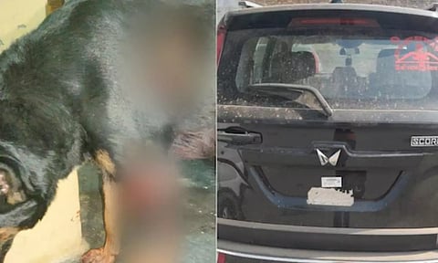 மகனைப் பார்த்து குரைத்த நாயை 3 கி.மீ. காரில் கட்டி தரதரவென இழுத்துச் சென்ற தந்தை கைது