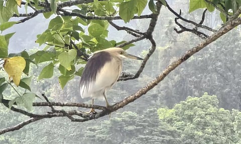 கொடைக்கானலுக்கு படையெடுக்கும் வெளிநாட்டு பறவைகள்- சுற்றுலா பயணிகள் உற்சாகம்