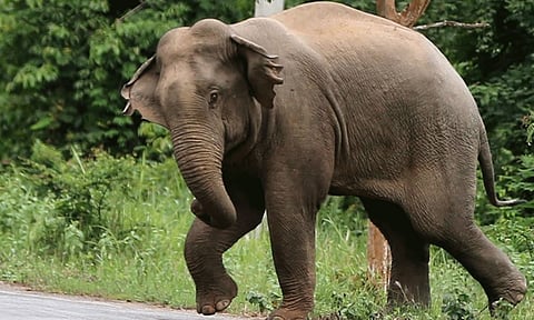 அஞ்செட்டி அருகே காட்டு யானை தாக்கி முதியவர் பலி