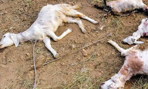 ஈரோடு அருகே மர்ம விலங்கு கடித்து 5 ஆடுகள் பலி- விவசாயிகள் பீதி