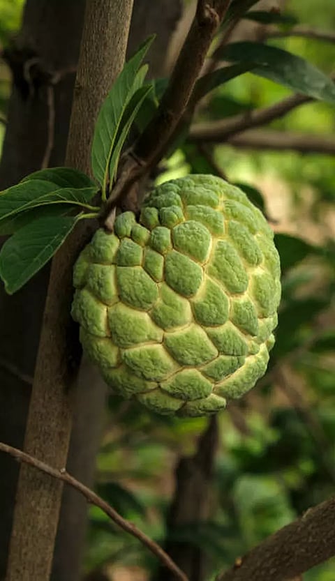 இதயத்தை பலப்படுத்தும் சீதாப்பழம்