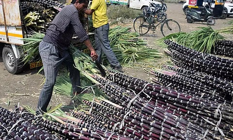 கரும்புக்கு குவிண்டால் ஒன்றுக்கு ரூ.355 ஆதாய விலை- மத்திய மந்திரிசபை ஒப்புதல்