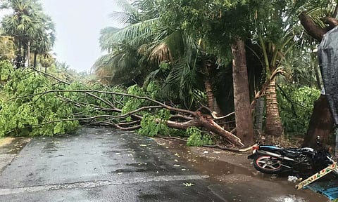 ஆப்பக்கூடல், அத்தாணி சுற்றுவட்டார பகுதிகளில் சூறாவளி காற்றால் முறிந்து விழுந்த மரங்கள்