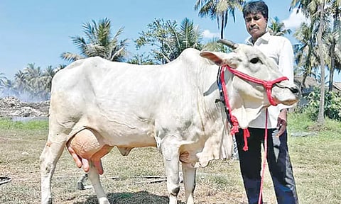 ஆந்திராவில் தினமும் 20 லிட்டர் பால் கறக்கும் ஓங்கோல் பசு