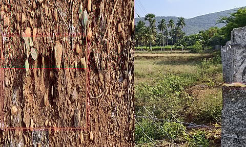  தோட்டத்தில் பதிவான சிறுத்தையின் கால் தடம்.