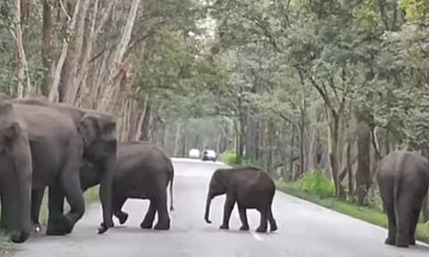 காரைபள்ளம் அருகே குட்டிகளுடன் உலா வரும் காட்டு யானை கூட்டத்தால் வாகன ஓட்டிகள் அச்சம்