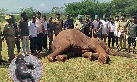 மருதமலை வனப்பகுதியில் பலியான யானையின் வயிற்றில் ஆண் குட்டி யானை: பிரேத பரிசோதனையில் தகவல்
