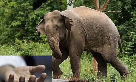 வால்பாறை அருகே காட்டு யானை தாக்கி மூதாட்டி உயிரிழப்பு