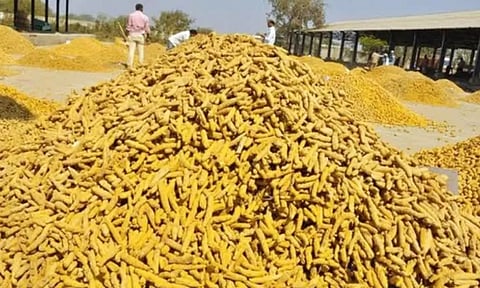 ஈரோட்டில் ஒரே வாரத்தில் மஞ்சள் விலை குவிண்டால் ரூ.2 ஆயிரம் குறைந்தது