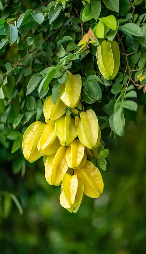 நட்சத்திரப் பழமும், நன்மைகளும்...