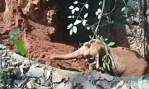 VIDEO: சேற்றில் விழுந்த தன்னை காப்பாற்றியதற்காக நன்றி சொன்ன குட்டி யானை