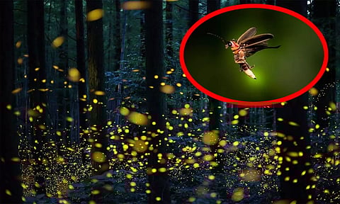 மின்மினிப் பூச்சிகளை பார்க்கும் கடைசி தலைமுறையாக நாம் இருக்கலாம் - நிபுணர்கள் எச்சரிக்கை