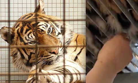 உயிரியல் பூங்காவில் புலியின் வயிற்றில் இருந்து முடிகளை பிடுங்கிய சுற்றுலா பயணிகள்