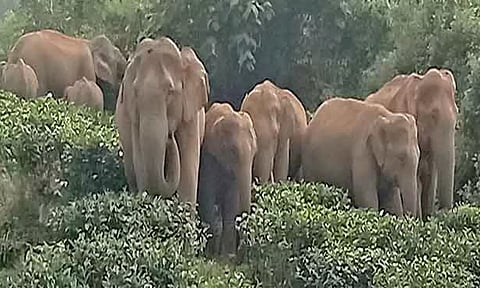பலாப்பழங்களை தேடி கிராம பகுதிகளுக்கு வரும் யானைகள் கூட்டம்- மலைவாழ் மக்கள் அச்சம்