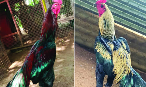 ரூ,1 லட்சம் வரை விலை போவதால் சென்னிமலை பகுதியில் சண்டை கோழி வளர்ப்பில் ஆர்வம் காட்டும் வாலிபர்கள்