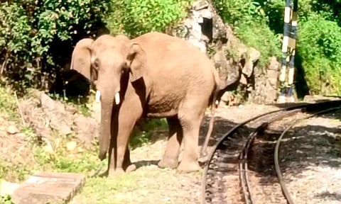 ஊட்டி மலை ரெயிலை வழிமறித்த யானை