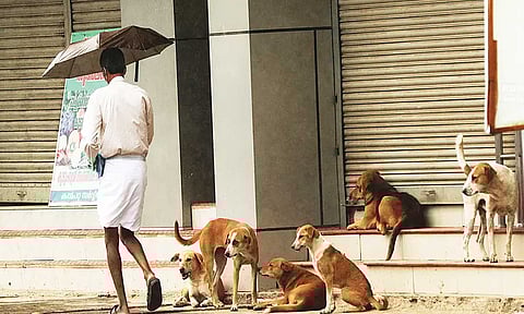 கேரளாவில் 5 மாதத்தில் 1.65 லட்சம் பேர் தெருநாய் கடியால் பாதிப்பு: ரேபிஸ் தாக்கி 17 பேர் உயிரிழப்பு