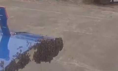 தேனீக்கள் சூழ்ந்ததால் 1 மணிநேரம் தாமதமாக புறப்பட்டு சென்ற இண்டிகோ விமானம்- வீடியோ வைரல்