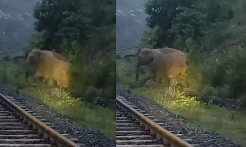 VIDEO: தண்டவாளம் அருகே குட்டியை பிரசவித்த யானை.. எதிரே வந்த ரெயில் - மக்கள் செய்த செயல்