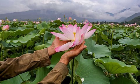 தண்ணீரில் அதிசயம்: 30 வருடங்களுக்குப் பிறகு ஜம்மு-காஷ்மீர் ஏரி முழுவதும் பூத்துக் குலுங்கும் தாமரை
