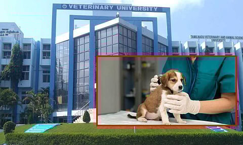 கால்நடை மருத்துவப் படிப்புகளுக்கான கலந்தாய்வு இன்று தொடங்குகிறது