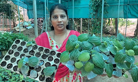 18 மாதத்தில் மகசூல் தரும் மிளகு பயிர்- புதுச்சேரி பெண் விஞ்ஞானி கண்டுபிடிப்பு