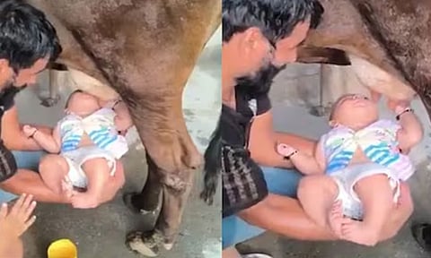 VIDEO : பசுவின் மடியில் இருந்து நேரடியாக பால் குடிக்கும் குழந்தை