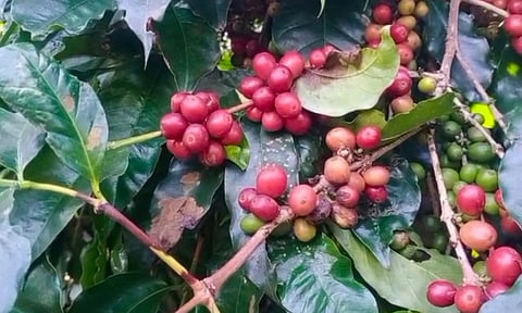 ஏற்காட்டில் காபி விளைச்சல் அமோகம்- பராமரிப்பு பணியில் விவசாயிகள் மும்முரம்