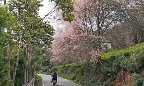 கோத்தகிரியில் கொத்து-கொத்தாக பூத்து குலுங்கும் செர்ரி மலர்கள்: சுற்றுலா பயணிகள் பரவசம்