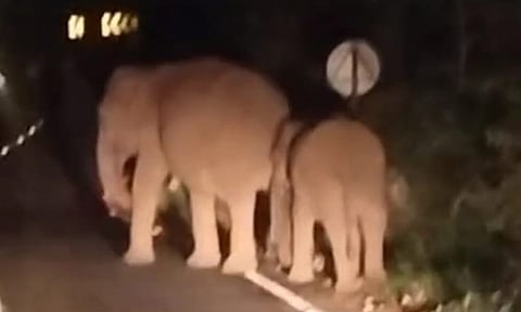 வால்பாறை-பொள்ளாச்சி ரோட்டில் அரசு பஸ்சை நள்ளிரவில் வழிமறித்த யானைகள்