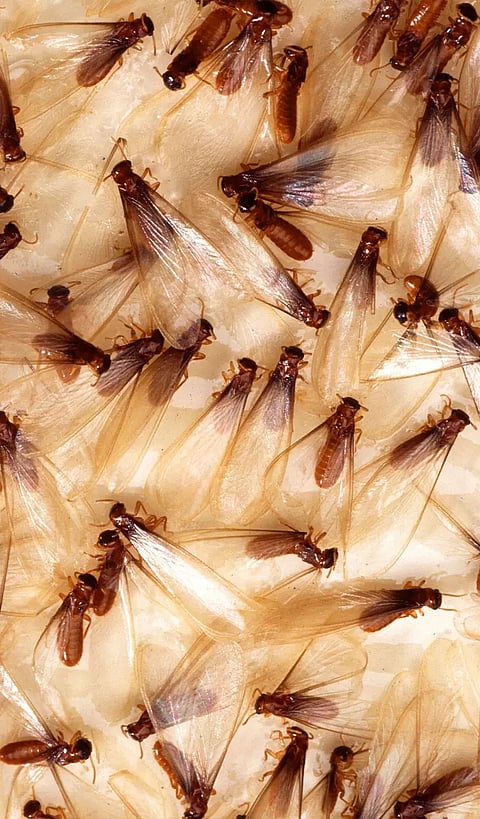 சத்துக்கள் நிறைந்த `ஈசல்'