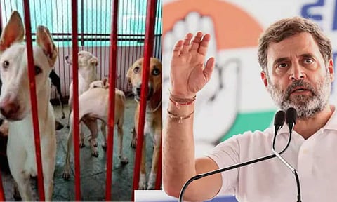 டெல்லியில் இருந்து தெரு நாய்களை அகற்றும் உச்சநீதிமன்ற உத்தரவுக்கு ராகுல் காந்தி அதிருப்தி